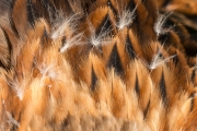 Detail: Nackenfedern des jungen Rotmilans. © pixeldiversity