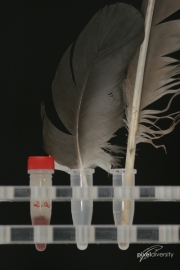DNA-Proben: Blut und Federn. © pixeldiversity.com