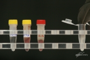 DNA-Proben: Blut und Federn. © pixeldiversity.com