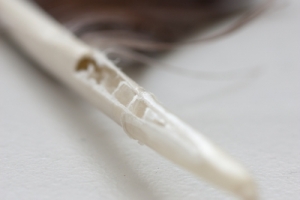 Geöffneter Federkiel zur DNA-Proben entnahme aus dem geschützen Inneren der Feder (Horvath et al. 2005). © pixeldiversity.com