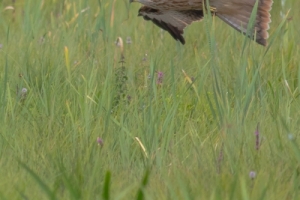 Jagdszenen des Rotmilans im Tiefflug über Feuchtwiesen. © C. Grefen